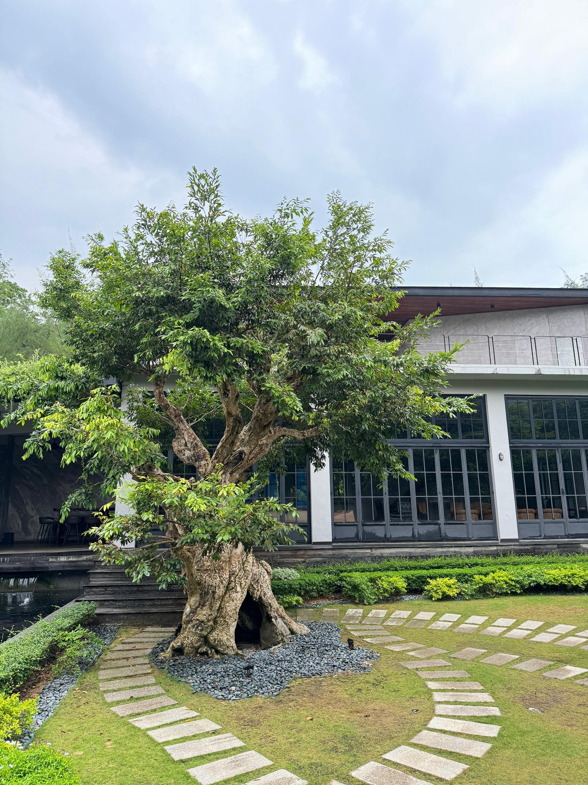 Ancient tree at the villa